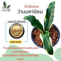 ราคา ต้นไม้มงคล ว่านมหานิยม ต้นว่านมหาเสน่ห์ มงคลช่วยเสริมเสน่ห์เมตตามหานิยม ว่านมหานิยม ไม้มงคล เสริมเสน่ห์เมตตามหานิยม (9679164918)