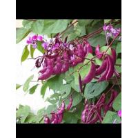 ราคา เมล็ดถั่วแปบสีม่วง5เมล็ดงอกดีงอกง่าย (17672353794)