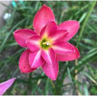 ราคา 10 เมล็ด ดอกบัวดิน ดอกบัวสวรรค์ Zephyranthes Rain Lily สีแดง (20854129773)
