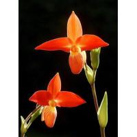 ราคา 30 เมล็ดพันธุ์ Garden Seeds เมล็ดกล้วยไม้ กล้วยไม้ กล้วยไม้เอื้อง Phragmipedium Orchids Orchid flower seeds อัตราการงอก 80 85 (11425121545)