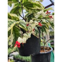 ราคา มังกรคาบแก้ว ใบด่าง ต้นมังกรคาบแก้ว มังกรคาบแก้วด่าง ส่งพร้อมกระถาง8นิ้วมังกรคาบแก้วด่างพวงแก้วด่าง ชื่อวิทยาศาสตร์ Clerodendrum thomsoniae Balf ชื่อสามัญ Bleeding Heart Brokan Heart variegataถือเป็นไ