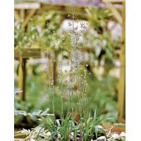 ราคา หัวว่าน ว่านช้างผสมโขลง ขุนแผนยังพกว่านพญาเทครัวหรือช้างผสมโขลง (3962590929)