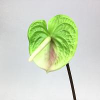 ราคา ดอกหน้าวัว ยาว63cm ดอกไม้ประดิษฐ์เกรดพรีเมี่ยม Artificial anthurium (12971586351)