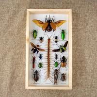 ราคา กรอบรูปแมลงสต๊าฟ กรอบรูปแมลงต่างๆ แมงป่อง แมงมุมสต๊าฟ กรอบรูปไม้ติดผนัง กรอบรูปผีเสื้อสต๊าฟ เพื่อการเรียนรู้ กรอบตกแต่งบ้าน (21016450605)