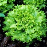 ราคา เมล็ดพันธุ์ ผักสลัด แกรนด์แรพิด Grand Rapids Lettuce Seed 1000 เมล็ด คุณภาพดี ราคาถูก ของแท้ (3726162371)