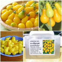 ราคา เมล็ดพันธุ์ มะเขือเทศลูกแพรสีเหลือง Yellow Pear Tomato Seed 80 เมล็ด คุณภาพดี ราคาถูก ของแท้ (2739818421)