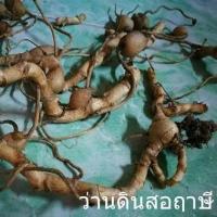 ราคา 3เหง้า ชุด ว่านดินสอฤษีนำเอาดอกตากแดดให้แห้งแล้วแช่น้ำมันจันทร์ (9125471465)