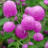 ราคา ชุดบานไม่รู้โรย ถูกที่สุด10บ ปลูกขายได้ ปลูกประดับสวยทน พร้อมส่ง (21176661391)