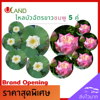 ราคา Uland ไหลบัวฉัตร 5 คู่ขาวชมพู ไหลบัว บัวฉัตรชมพู บัวฉัตรขาว หลดบัว บัวฉัตร ดอกบัวชมพู บัวหลวง (10167330207)