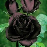 ราคา 25 เมล็ด เมล็ดกุหลาบ สีดำ ดอกใหญ่ สายพันธุ์ของแท้ 100 เมล็ดกุหลาบ ดอกกุหลาบ ปลูกกุหลาบ กุหลาบ อัตรางอกสูง 70 80 Rose Flower seeds (9078489740)