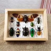 ราคา กรอบรูปแมลงสต๊าฟ กรอบรูปแมลงต่างๆ แมงป่อง แมงมุมสต๊าฟ กรอบรูปไม้ติดผนัง กรอบรูปผีเสื้อสต๊าฟ เพื่อการเรียนรู้ กรอบตกแต่งบ้าน (21016450599)