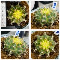 ราคา ยิมโนไม้เมล็ดนีออน Gymnocalycium NEON ยิมโนด่างไม้เมล็ด นีออน กระบองเพชร แคคตัส (20623703883)