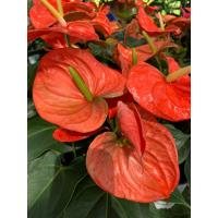 ราคา ต้นดอกหน้าวัว สีส้ม ต้นหน้าวัว สีส้ม ดอกหน้าวัว Anthurium สูง 40 45 ซม กระถาง 8 นิ้ว เศรษฐีเงินหนา หน้าวัวใบราณ ราชาแห่งไม้ประดับ ว่านมงคล ว่านไทย ปลูกแล้วดี เศรษฐีนิยม ต้นไม้มงคลเรียกทรัพย์ คนทำธุรกิ