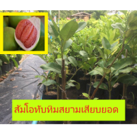 ราคา ส้มโอทับทิมสยามเสียบยอดถุงใหญ่ (2061838660)