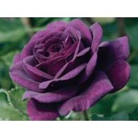 ราคา 5 เมล็ด เมล็ดกุหลาบ สีม่วง ดอกใหญ่ สายพันธุ์ เมล็ดกุหลาบ ดอกกุหลาบ ปลูกกุหลาบ กุหลาบ อัตรางอก 70 80 Rose Seed (9079268679)