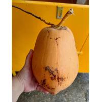 ราคา มะพร้าวไฟ 1 ลูก รสชาติดี หวานธรรมชาติ โบราณว่ามีสรรคุณทางยา (19622560811)