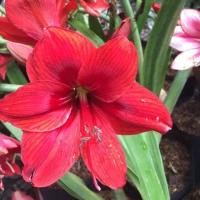 ราคา 1 หัวว่าน ว่านสี่ทิศฮอลแลนด์ Amaryllis bulb carina 18 24 ซม สินค้า แช่เย็นแล้ว หัวขนาดใหญ่ สินค้าจำนวนจำกัด (9126309784)