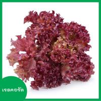 ราคา ผักสลัด 100 300 เมล็ด เมล็ดผักสลัด เมล็ดพันธุ์ผักสลัด ไฮโดรโปนิกส์ homes (6765400945)