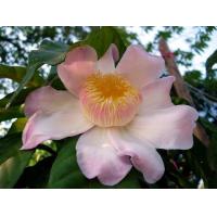 ราคา บัวสรรค์ สีชมพู ตระกูล อันดับกุหลาบป่า Gustavia gracillima ไม้มงคลหายาก ไม้ประดับหายาก บัวสวรรค์ หรือ กัตตาเวีย เป็นพืชดอกในวงศ์จิก ดอกสีชมพู มีกลิ่นหอม ออกดอกตลอดทั้งปี ต้นสูง 40 55 ซม จัดส่งในถุงชำ