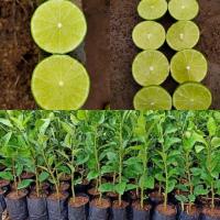 ราคา ต้นมะนาวแป้นสุขประเสริฐ พันธุ์แท้ ลูกดก ไร้เมล็ด เปลือกบาง น้ำเยอะ หอมทนโรคดี (16249241830)