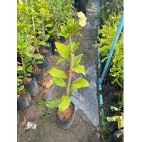 ราคา ต้นพุดตะแคง ดอกสีขาวกลิ่นหอมมาก ดอกออกตลอดทั้งปี (18500498887)