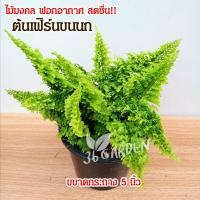ราคา เฟิร์นขนนก ไม้มงคล ไม้ประดับ ไม้ฟอกอากาศ ขนาดกระถาง 5 นิ้ว ต้นไม้สวยๆ ต้นไม้ในร่ม ต้นเฟิร์น (14259789988)