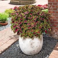 ราคา 20 เมล็ด ฤษีผสม Coleus ฤๅษีผสม ไม้มงคล ต้นไม้เรียกทรัพย์ นำโชค คุ้มครอง สายพันธุ์ Stained Glassworks Spacecake (21228060519)