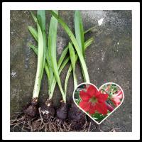 ราคา ว่านสี่ทิศ สีแดง5ต้น99บ ว่านสี่ทิศแดงเรียกทรัพย์ ต้นไม้มงคล ดอกใหญ่สีแดงชั้นเดียว (12831622616)