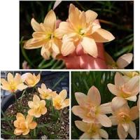 ราคา 10 เมล็ด ดอกบัวดิน ดอกบัวสวรรค์ Zephyranthes Rain Lily สีส้ม (20854170387)
