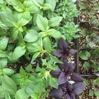 ราคา โหระพาใบใหญ่ โหระพาอิตาเลี่ยน เมล็ดพันธุ์ โหระพาฝรั่ง Italian Basil 50 400 เมล็ด ปลูกง่าย โตเร็ว ซื้อ 10 แถม 1 คละได้ (16407910100)