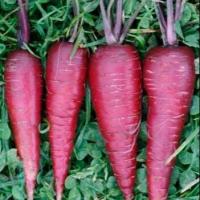 ราคา เมล็ดพันธุ์ แครอทสีม่วง Cosmic Purple Carrot Seed 300 เมล็ด คุณภาพดี ราคาถูก ของแท้ (2738940997)