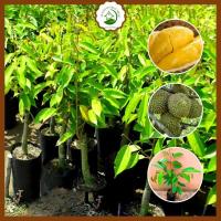 ราคา ต้นทุเรียนหมอนทอง 100 มาตราฐาน F1 พันธุ์แท้ ต้นใหญ่ แข็งแรง ผลผลิตโดดเด่นที่สุดในตลาดต้นกล้า (18060975579)