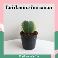 ราคา ต้นโฮย่าใบหัวใจ หัวใจเดียว เหมาะมอบเป็นของขวัญ หัวใจเพนท์ลาย (19949768150)