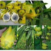 ราคา กิ่งพันธุ์แก้วมังกรอิสราเอล fruit from Israel ขึ้นชื่อว่าเป็นแก้วมังกรที่อร่อยที่สุดในโลก (20977359789)