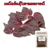 ราคา ใบงาแดงเกาหลี ชิโสะ โอบะ แดง เมล็ดพันธุ์ Shiso Red Perilla 40 100 เมล็ด ซื้อ 10 แถม 1 คละได้ (18763118130)