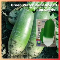 ราคา ปลูกง่าย เมล็ดสด100 เมล็ดพันธุ์ บีทรูท บรรจุ 300เมล็ด Yield Green Water Radish Seeds Vegetable Seeds for Planting เมล็ดบีทรูท เมล็ดพันธุ์ผัก เมล็ดบอนสี ผักสวนครัว ต้นไม้มงคล ต้นผลไม้ บอนไซ พันธุ์ผัก เ