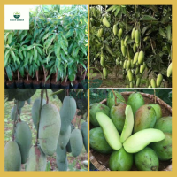 ราคา มะม่วงเขียว มะม่วงเขียว ต้นทาบสูง 60 80ซม ปลูกง่าย ผลกรอบหวาน (20641267962)