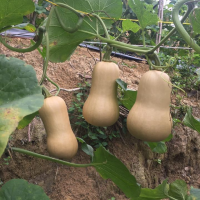 ราคา เมล็ดพันธุ์ บัตเตอร์นัท Waltham Butternut Squash Seed บรรจุ 30 เมล็ด คุณภาพดี ราคาถูก ของแท้ 100 เมล็ดพันธุ์พืช เมล็ดดอกไม้ พรรณไม้ ต้นไม้ เมล็ดพันธุ์ผัก พันธุ์ไม้ผล ผักซอง ผักสวนครัว plants plant (51