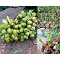 ราคา ต้น หน่อ มะพร้าวกะทิ มะพร้าวกะทิน้ำหอม ต้นเตี้ย ของแท้ เนื้อแน่น เนื้อมัน ไม่กลายพันธุ์ พันธุ์เตี้ย 2ปีติดผล กะทิ 80 ต่อทลาย (3872694846)