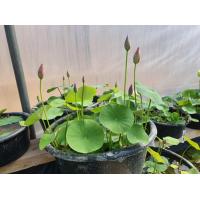 ราคา 5 เมล็ด เมล็ดพันธุ์บัว บัวนอก สายพันธุ์ Little Lotusสีชมพู พิงค์ บัวแคระ Micro Lotus Tea Cup Lotus บัวจักรพรรดิ์ บัวสวมงาม บัวนำเข้า Lotus Seeds (19493464337)