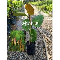 ราคา ต้นองุ่นทะเล หรือครุฑทะเล ไม้ฟอกอากาศทานได้ องุ่นทะเล ครุฑทะเล Sea Grape Seaside Grape (14299902379)