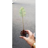 ราคา ต้นปรงแก้วแคระ Cycas siamensis ต้นไม้จิ๋ว จัดส่งพร้อมกระถาง 3 นิ้ว ลำต้นสูงถึงยอดใบ 20 30ซม หัวปรงขนาด 10 12 ซม มีใบแล้ว จัดส่งสินค้าตามรูป ใช้ปลูกเป็นบอนไซ โตช้ามาก ต้นไม้แข็งแรง ทุกต้น เรารับประกันจ