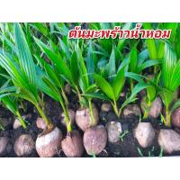 ราคา มะพร้าวน้ำหอมบ้านแพ้วต้นเตี้ย สูง 30 40 เซน (17422700553)