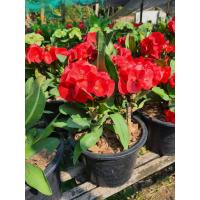 ราคา ต้นโป๊ยเซียน ดอกสีแดง ดอกใหญ่ ฟอร์มสวย ในกระถาง8นิ้ว (17668595141)