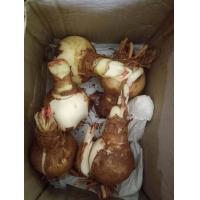 ราคา ว่านสี่ทิศ สี่ทิศคาริน่า 2ขนาดให้เลือก ว่านสี่ทิศฮอลแลนด์ ไม้หัว ไม้มงคล ว่าน (12831789003)