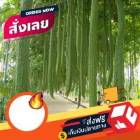 ราคา มาแล้วเมล็ดบวบหอมยาว Long Luffa เมล็ดพันธุ์นำเข้าจาก จีน บรรจุชุดละ 30 เมล็ด (10009460832)