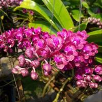 ราคา ช้างชมพูบานเย็นต้นคู่ กล้วยไม้ พร้อมออกดอก ติดไม้ 6 นิ้ว ดอกสีพูสด ออกดอกปีละครั้ง เดือนธ ค ม ค กล้วยไม้ตระกูลช้าง ร้านกล้วยไม้ 2565 (20600832260)