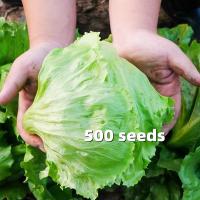 ราคา เมล็ดพันธุ์ ผักสลัด Lettuce Seeds เมล็ดพันธุ์ ผักกาดหอม อิตาลี สีเขียว Italian Lettuce Seed เมล็ดพันธุ์ ผักสลัด บัตเตอร์คลั้น Buttercrunch Lettuce Seed เมล็ดพันธุ์ ผักสลัด ไอซ์เบิร์ก Iceberg Lettuce S