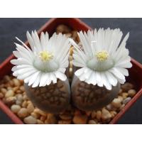 ราคา 10 เมล็ด ไลทอป กระบองเพชร ไม้อวบน้ำ กุหลาบหิน แคคตัส Living Stones Lithops สายพันธุ์ hallii (19905592692)