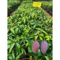 ราคา ต้นมะม่วงน้ำดอกไม้สีม่วง เสียบยอด ผลสุกหวานหอมเป็นเอกลักษณ์ เมล็ดบางเล็ก เป็นมะม่วงติดผลเรื่อย ๆ เกือบทั้งปี ลูกดิบมีรสไม่เปรี้ยวมาก ลูกสุกหวาน หอม (13812369982)